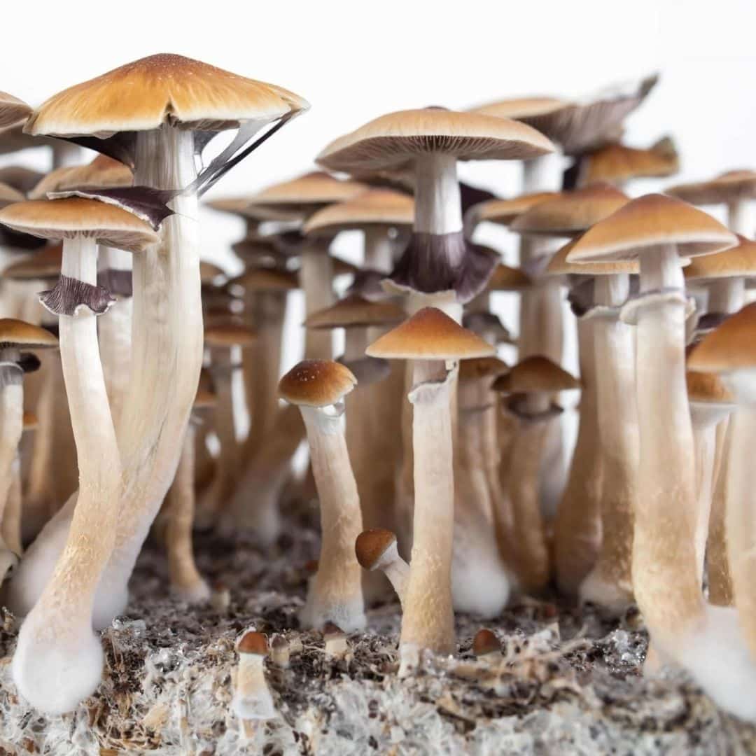 Amazonian mushroom