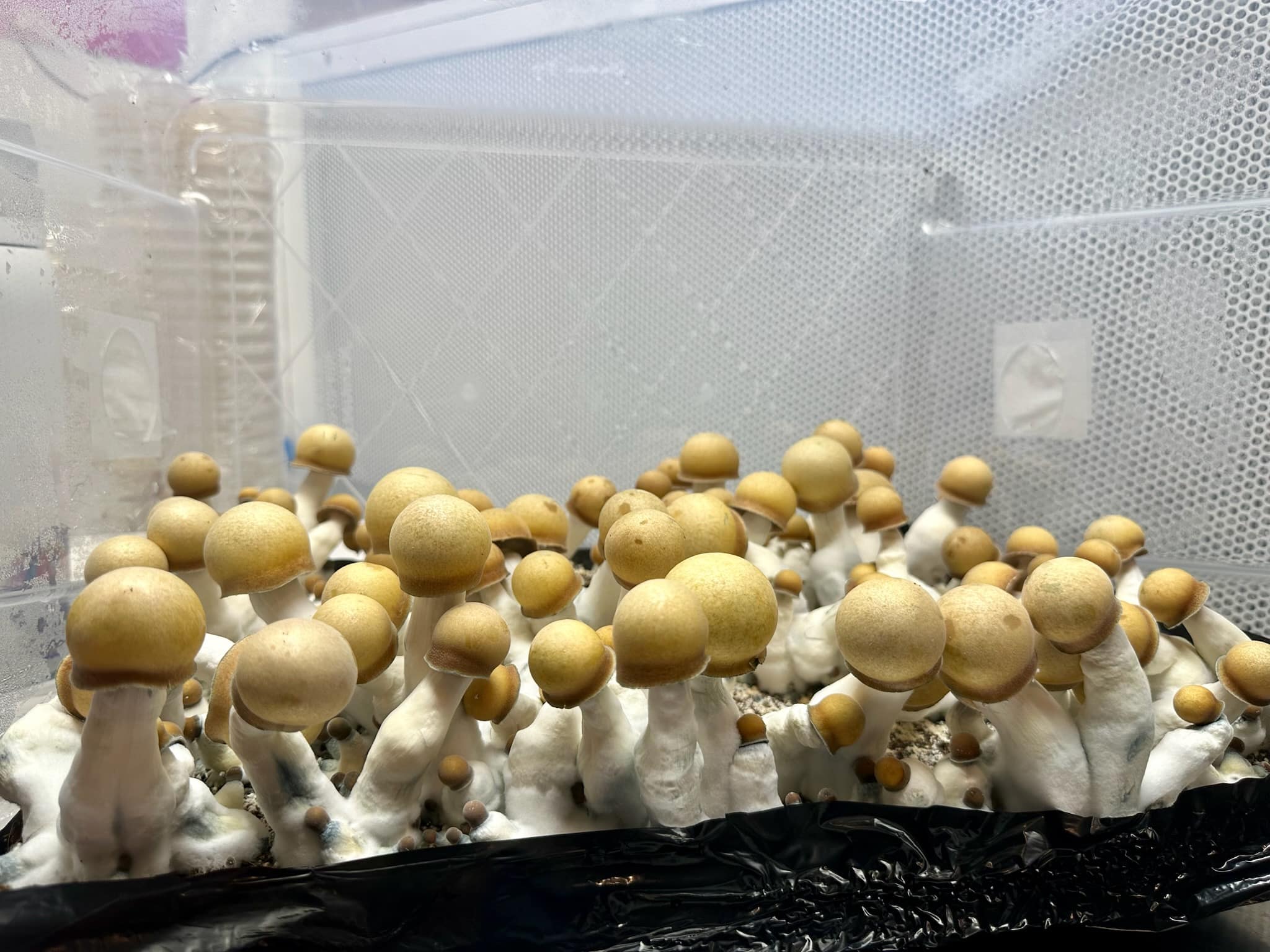 Makilla mushrooms growing in tub