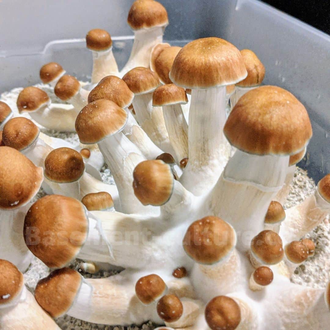 Penis Envy 6 mushroom spores and isolations