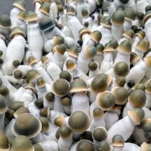 Penis Envy Uncut Isolated Spore Syringe