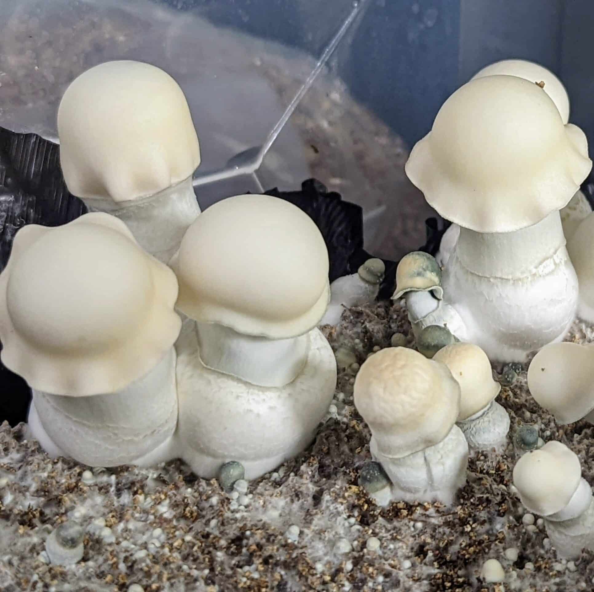 Yeti Magic Mushrooms