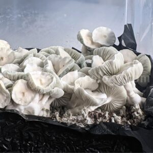 Jack Frost Mushrooms