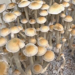 P. natalensis mushrooms