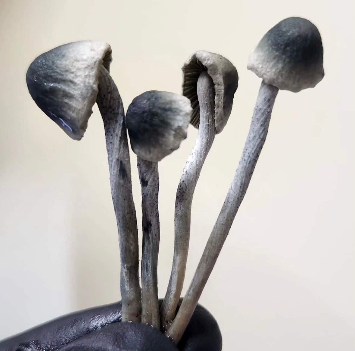 Pan Cyan Exotic psychedelic Mushrooms