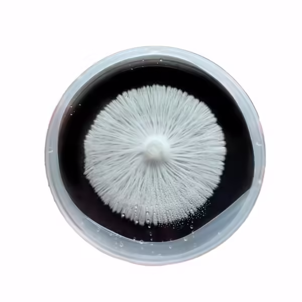 Black agar, activated carbon agar