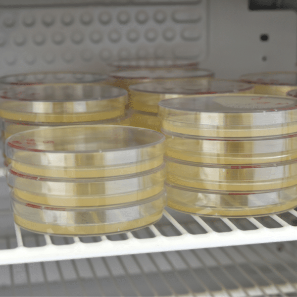Agar plates for mycology