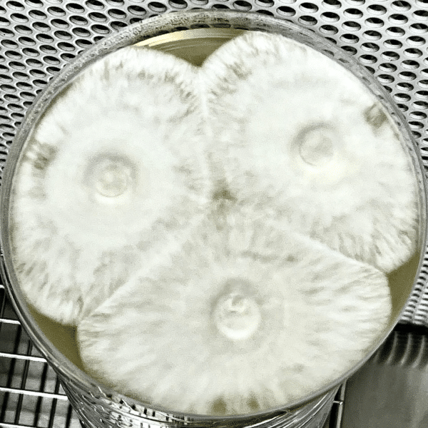 Agar Plates - Image 2