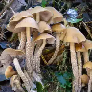 Psilocybe Zapotecorum