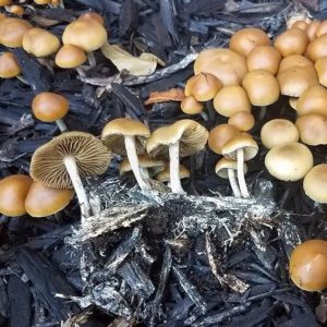 Psilocybe allenii