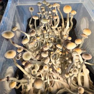 Psilocybe ochraceocentrata spores and liquid cultures