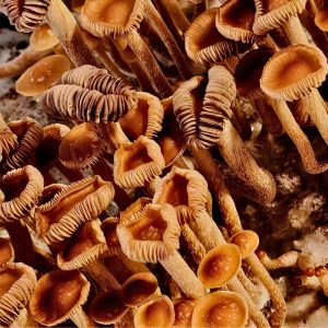 Psilocybe subtropicalis