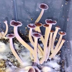 Psilocybe tampanensis spores