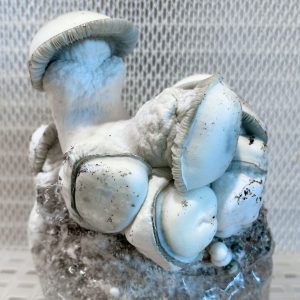 Tidal Wave x APE mushrooms, p. cubensis